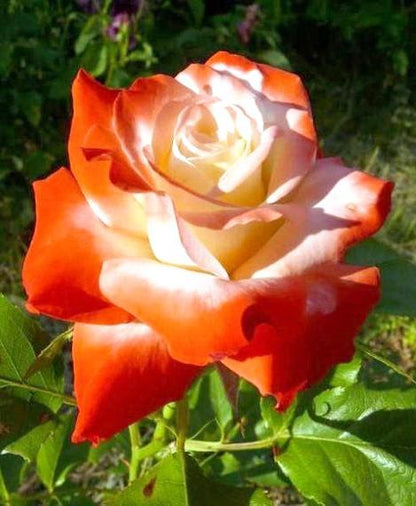 Hybrid Rose Grafted Plant (White) - Naturemart.in