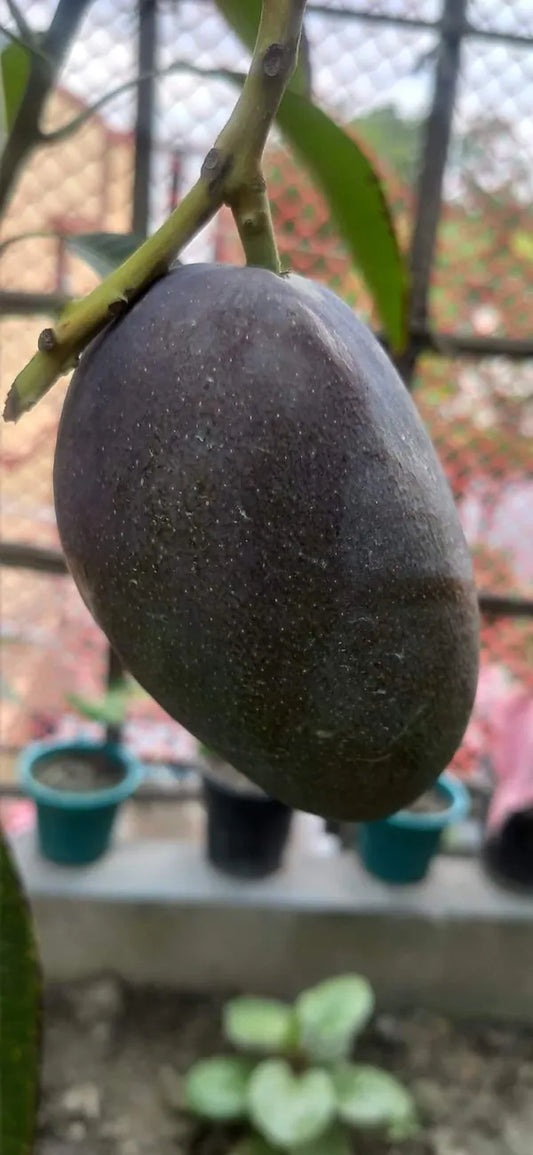 Kasturi Black Mango - Naturemart.in
