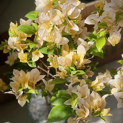 Suvarna Bougainvillea flower plant