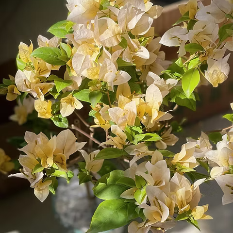 Suvarna Bougainvillea flower plant
