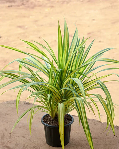 Spider Plant - Naturemart.in