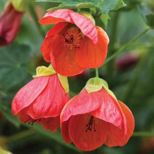 Red Lantern Hibiscus Flowers Plant - Naturemart.in