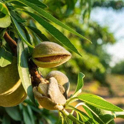 Green Almond Fruit Plant For Gardening