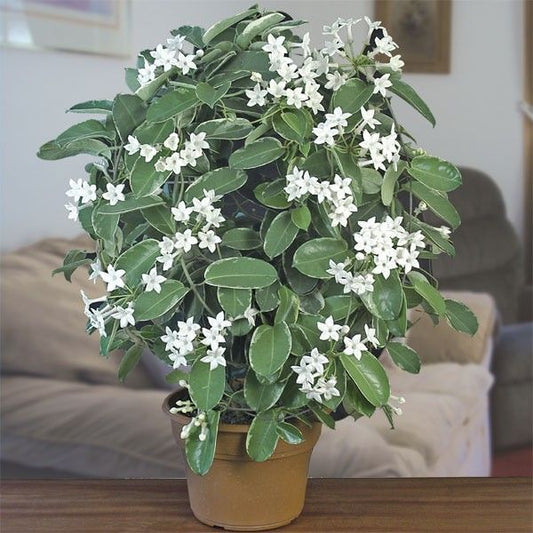 Madagascar Jasmine Flower Plant - Naturemart.in