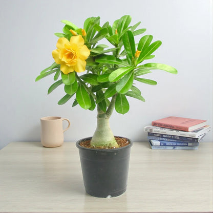 Rose Variety Adenum Flower Plant For Home Garden(Y) - Naturemart.in