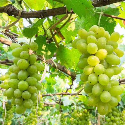 Cotton Candy grape vines fruit plant