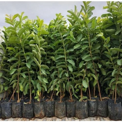 Allahabad Safeeda Guava Fruit  Plant - Naturemart.in