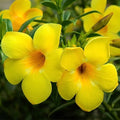 Allamanda Flowers Plant-Yellow Colour - Naturemart.in