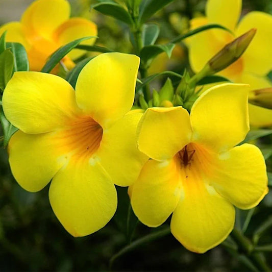 Allamanda Flowers Plant-Yellow Colour - Naturemart.in