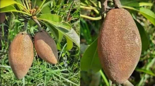 Thai Chiku Grafted Fruit Plant - Naturemart.in