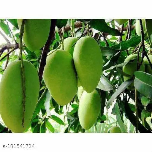 Chowsa Mango Fruit Plant (Grafted) - Naturemart.in