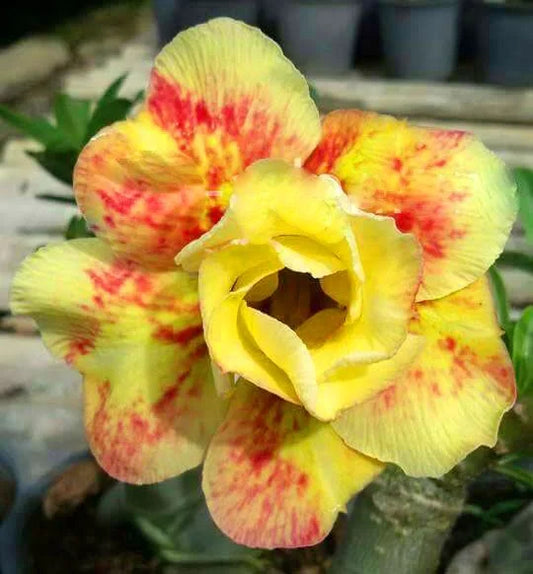 Rose Variety Adenum Flower Plant - Naturemart.in