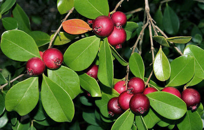 Red Strawberry Guava Fruit Plant - Naturemart.in