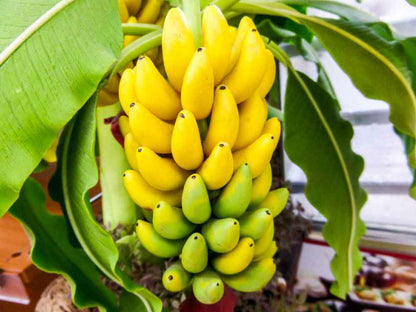 Tissue Culture G9 Banana Plant for gardening