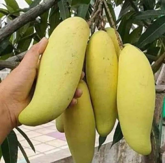 Banana Mango Fruit Plant-Grafted - Naturemart.in