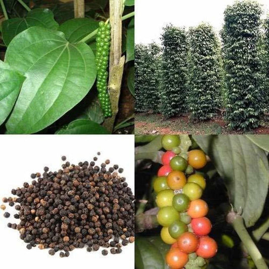 Black Paper Plant For Gardening - Naturemart.in