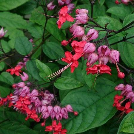 Bleeding Heart Vine Flower plant (Red) - Naturemart.in