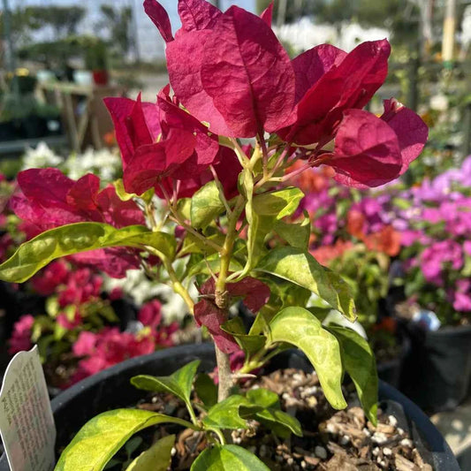 Sunstone red Bougainvillea Flower Plant For Gardening