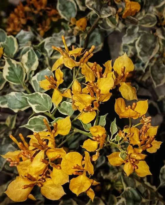 Ray Fish Bougainvillea Flower Plant For Gardening