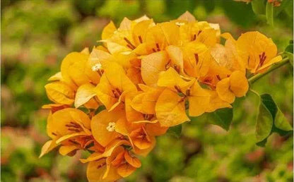 BOUGAINVILLEA YELLOW FLOWERS PLANTS