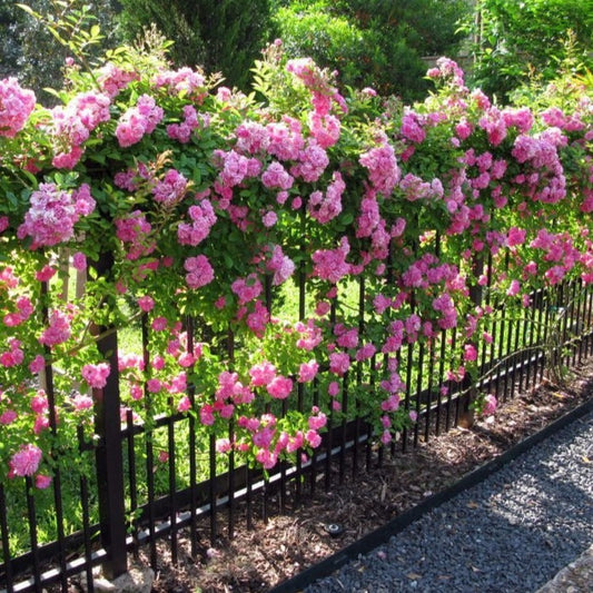 Climbing Rose Plant For Gardening - Naturemart.in