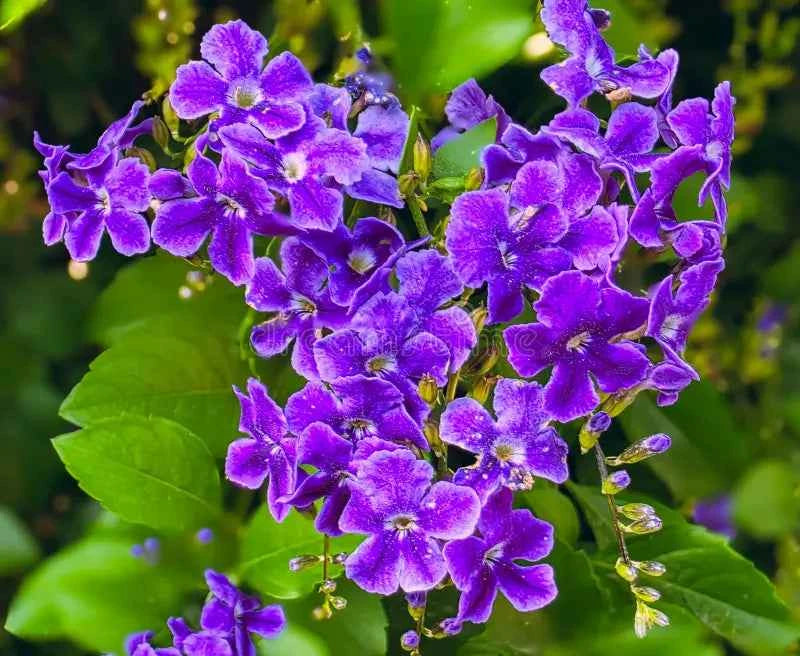 Duranta erecta (Sky Flower) Dwarf Flower Plant