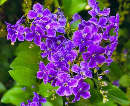 Duranta erecta (Sky Flower) Dwarf Flower Plant