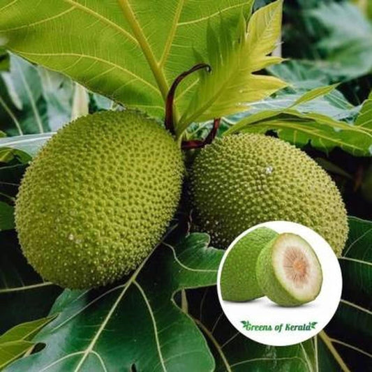 Hybrid Bread Fruit Plant Grafted - Naturemart.in