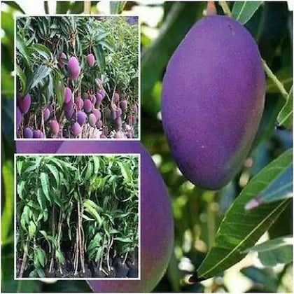 Hybrid Pulmer Mango Fruit  Plant - Naturemart.in