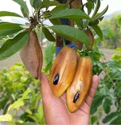 Hybrid Chiku(Grafted) Fruit  Plant - Naturemart.in