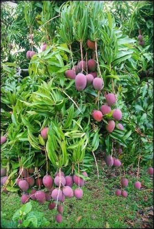 Irwin Purple Mango Fruit  Plant - Naturemart.in