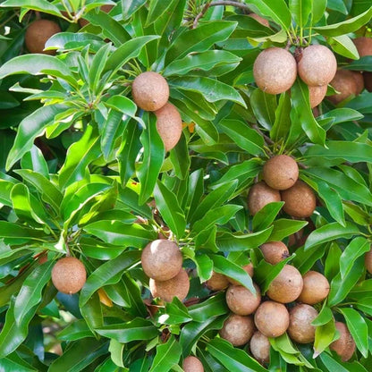 Cricket Ball Chiku(Grafted)plant - Naturemart.in