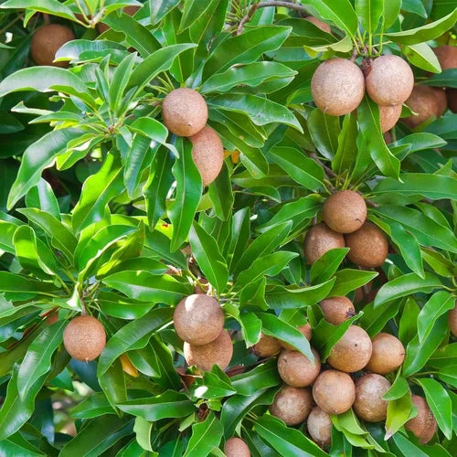 Cricket Ball Chiku(Grafted)plant - Naturemart.in