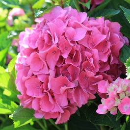 Hydrengea flower plant - Naturemart.in