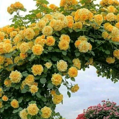 Climbing Rose Flower Plants (Yellow ) - Naturemart.in