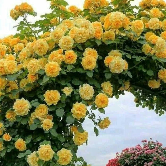 Climbing Rose Flower Plants (Yellow ) - Naturemart.in