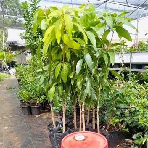 Hybrid Himsagar Mango Fruit Plant - Naturemart.in