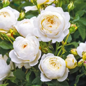 Climbing Rose Flower Plants (White) - Naturemart.in