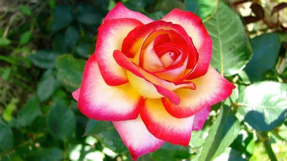 Hybrid Grafted Alinka Rose Plant - Naturemart.in