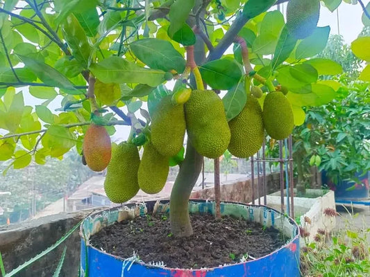 Vietnam Super Early Jack Fruit Plant - Naturemart.in