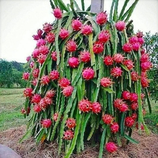Dragon Fruit Plant For Home Garden - Naturemart.in