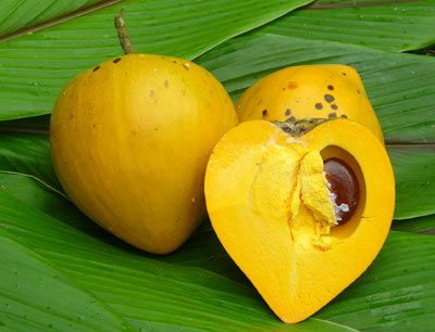 Egg Fruit Plant Grafted - Naturemart.in