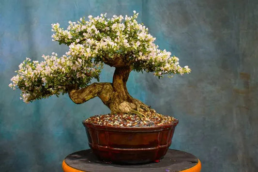 White Blubell Bonsai plant - Naturemart.in