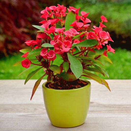 Euphorbia flowers plant (red) For Home Garden - Naturemart.in