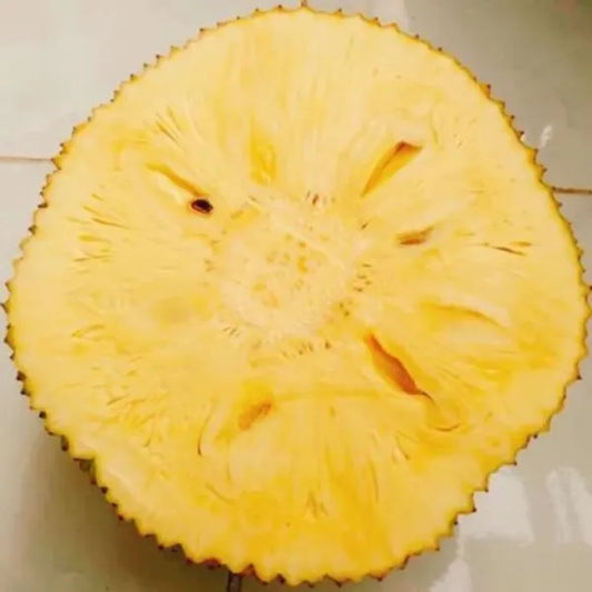 Seedless Jack Fruit Plant - Naturemart.in