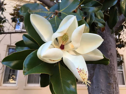 Magnolia Soulangeana - Flower Plant (White) - Naturemart.in