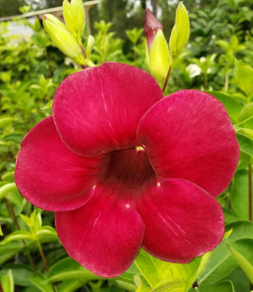 Allamanda Flowers Plant-Red Colour - Naturemart.in