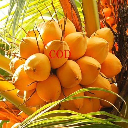 Chowghat Orange Dwarf Coconut Plant - Naturemart.in