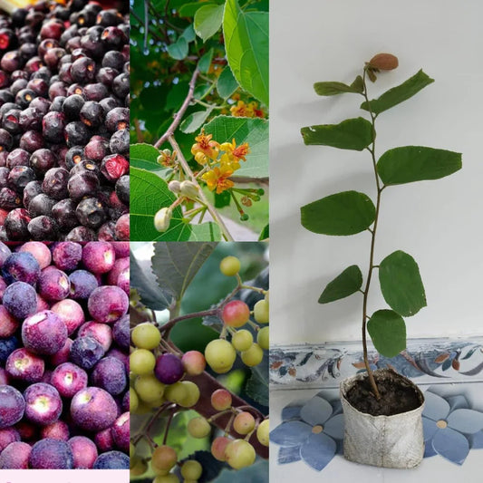 Falsa Fruit Plant For Gardening - Naturemart.in