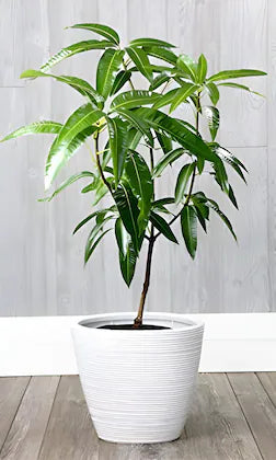 Hybrid Noorjahan Mango Fruit  plant - Naturemart.in